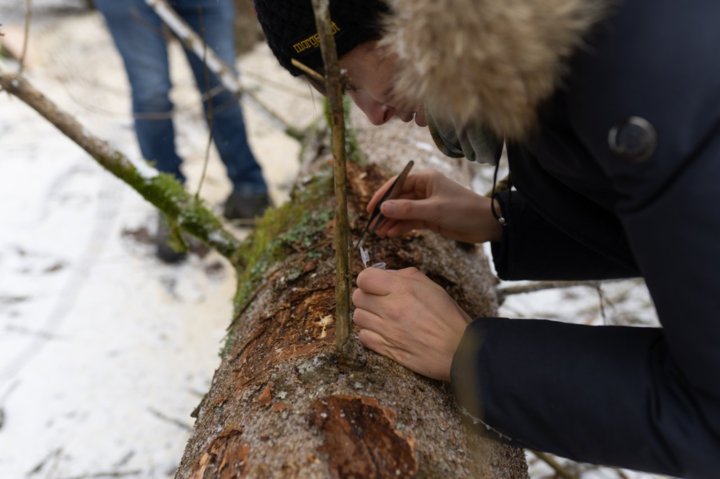 Miriam Stuefer sucht Borkenkäfer